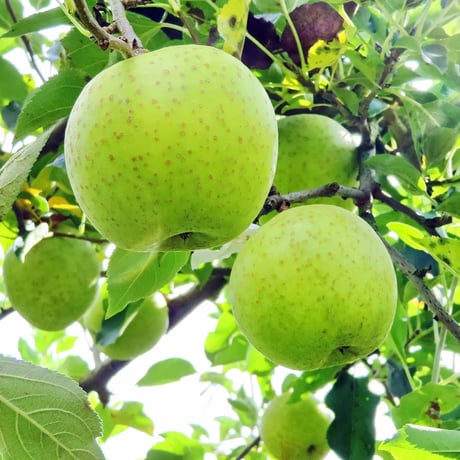 【11月中旬〜から順次発送】【まるで食べる香水】【信州プレミアム】 王林  約1〜10kg箱 【送料無料】