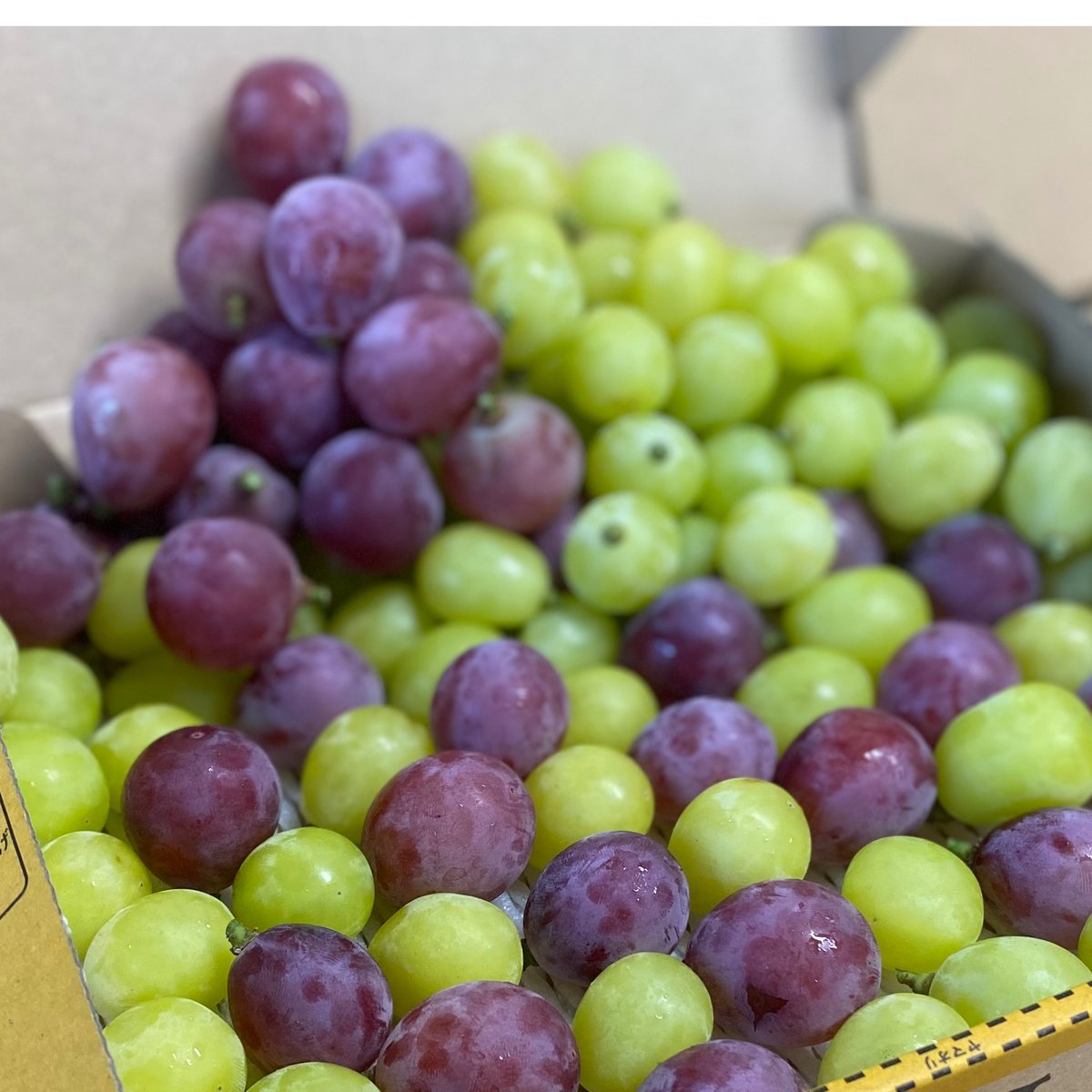 予約販売】【10月下旬以降～発送】【信州プレミアム】【シャインニーナ