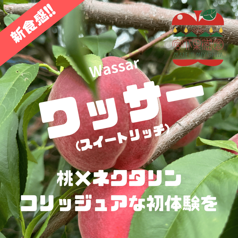 予約販売】【8月中旬以降発送】【新食感】【コリッジュワッ