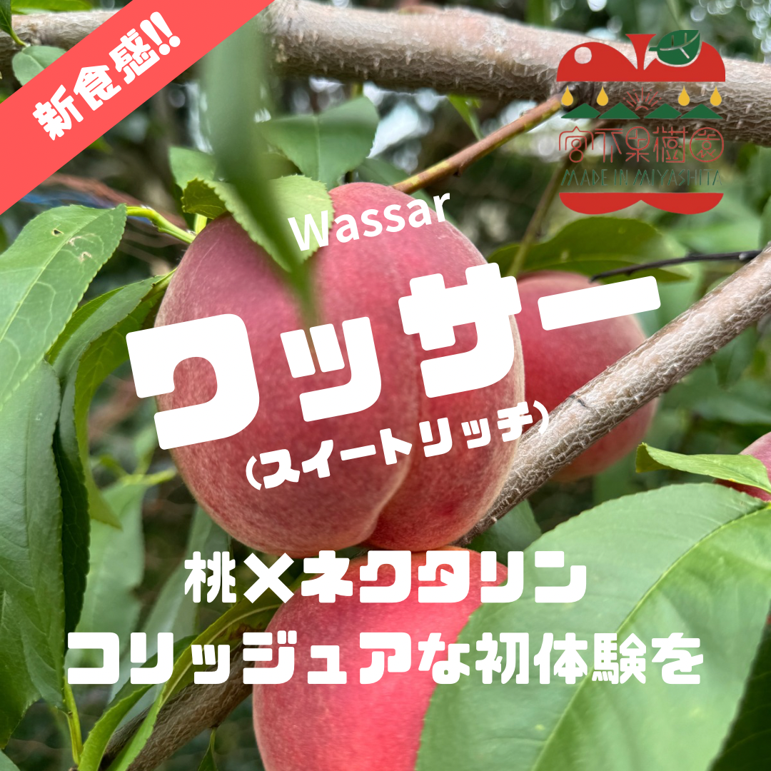 CocoRo♡farm 新品種!ワッサーのような桃（夕果）8㎏ CocoRo♡