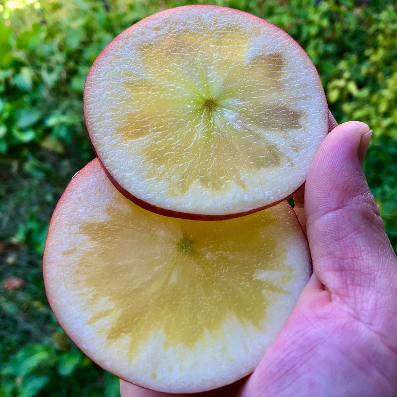 アップルティ様・専用出品① 715IMk1OxML._AC_UF350,