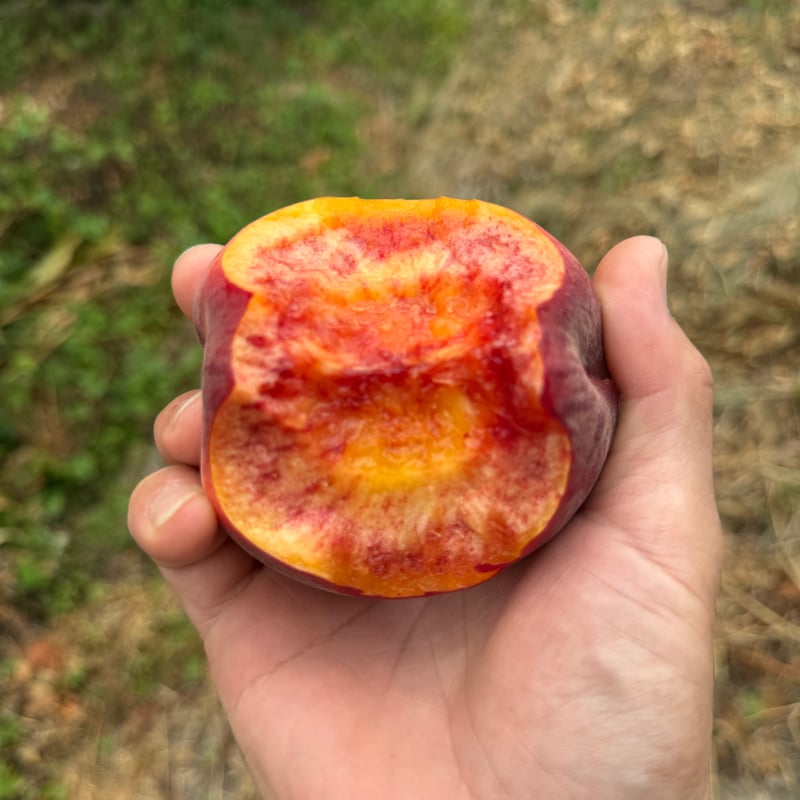 予約販売】【8月中旬以降発送】【新食感】【コリッジュワッ】【桃