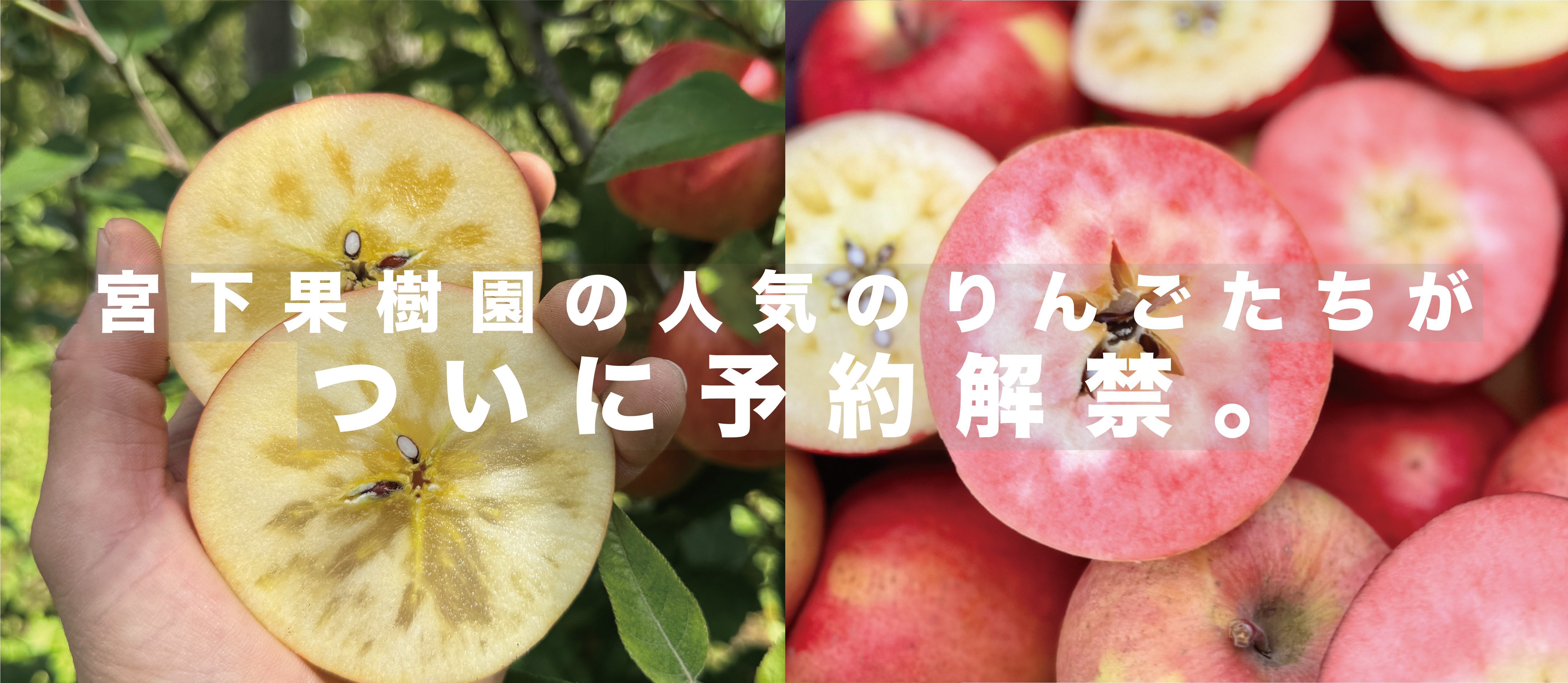 りんご予約受付中