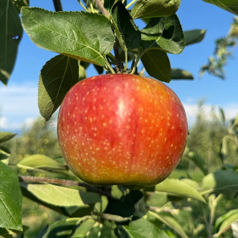 8月22日受付終了】【8月中旬頃〜お届け】【アップルロマンス