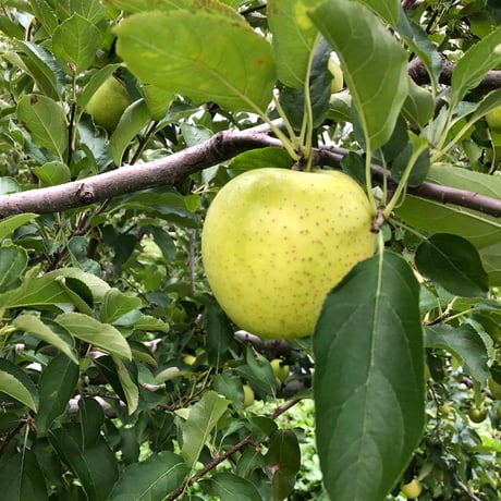 【11月中旬〜から順次発送】【まるで食べる香水】【信州プレミアム】 王林  約1〜10kg箱 【送料無料】