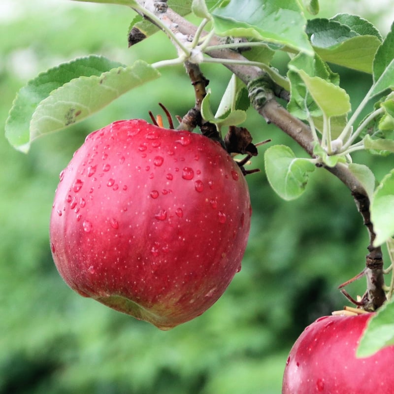 マツコの知らない世界】【11月下旬〜順次発送】【まるでハチミツ香る