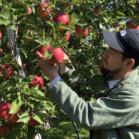 【予約販売】【8月中旬頃〜お届け】【子供も大好き】【パリッとジューシー】夏あかり 約1〜10kg  (3〜46玉) 【贈答レベル家庭用】【本州送料無料・クール便 】