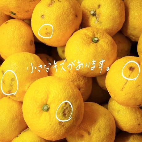〈ワケアリ〉天空の黄柚子　3kg