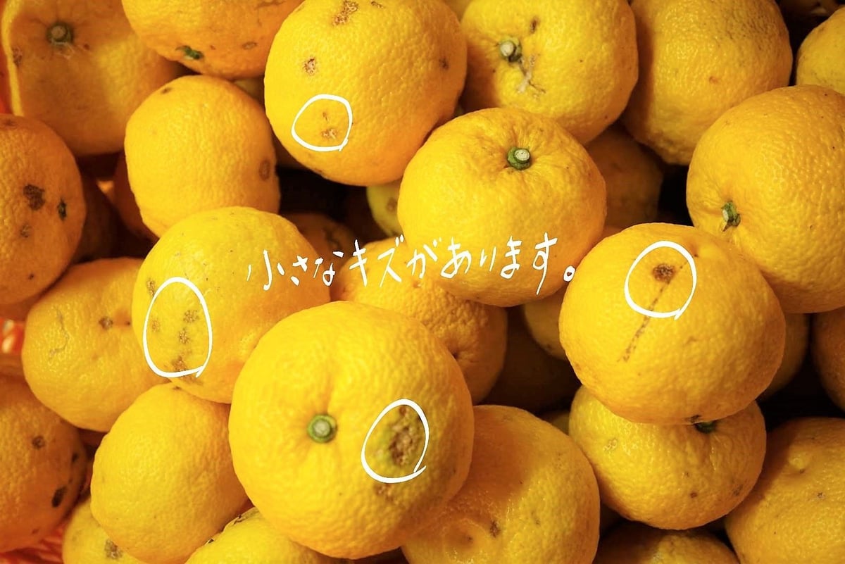 〈ワケアリ〉天空の黄柚子 3kg | 天空の柚子胡椒