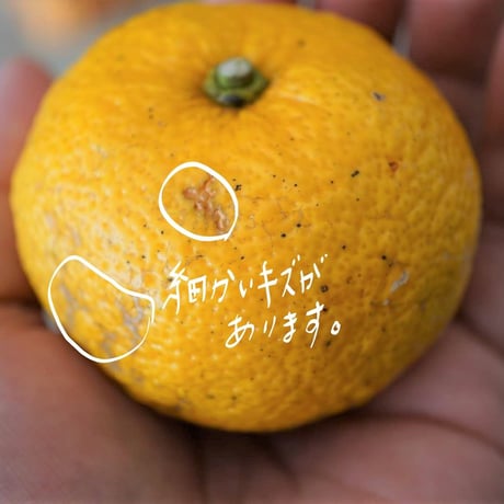 〈ワケアリ〉天空の黄柚子　3kg