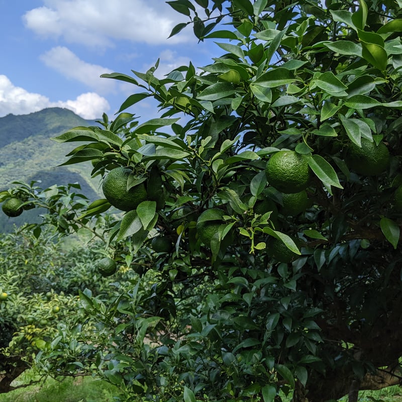 手作り柚子胡椒用】天空の青柚子 10kg | 天空の柚子胡椒