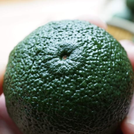 【手作り柚子胡椒用】天空の青柚子 1.5kg