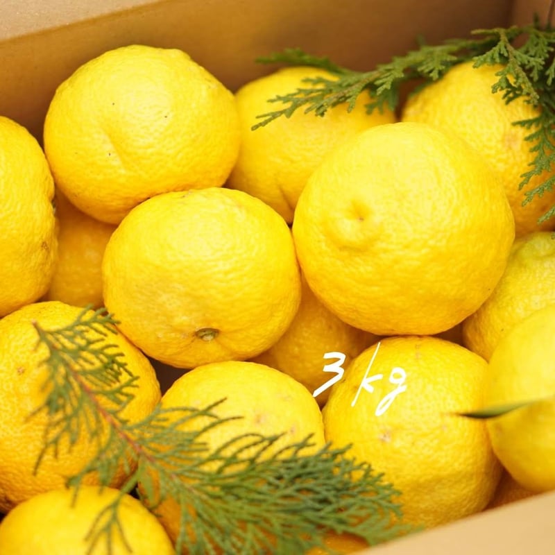 ワケアリ〉天空の黄柚子 3kg | 天空の柚子胡椒