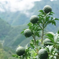【手作り柚子胡椒用】天空の青柚子 5kg