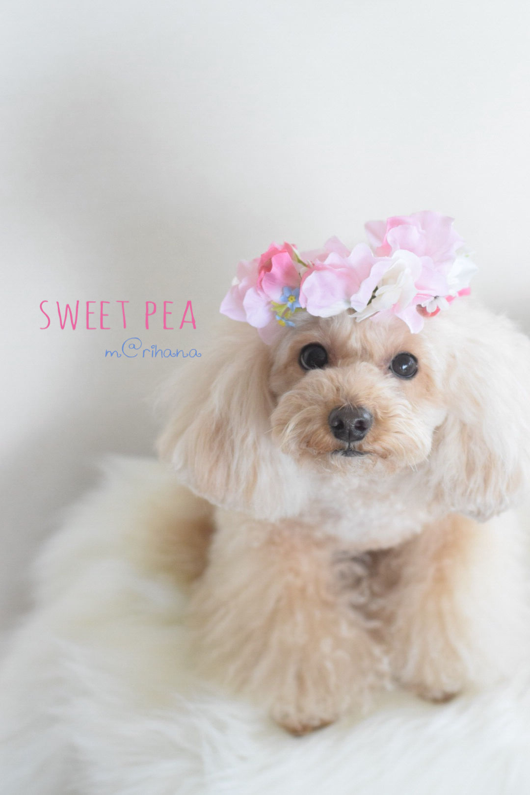 スィートピー❣️編みぐるみが可愛い♡辰年♡お正月飾り❣️フラワーアレンジ 販売サイトをオープンしました❁ プロフィールのリンクから