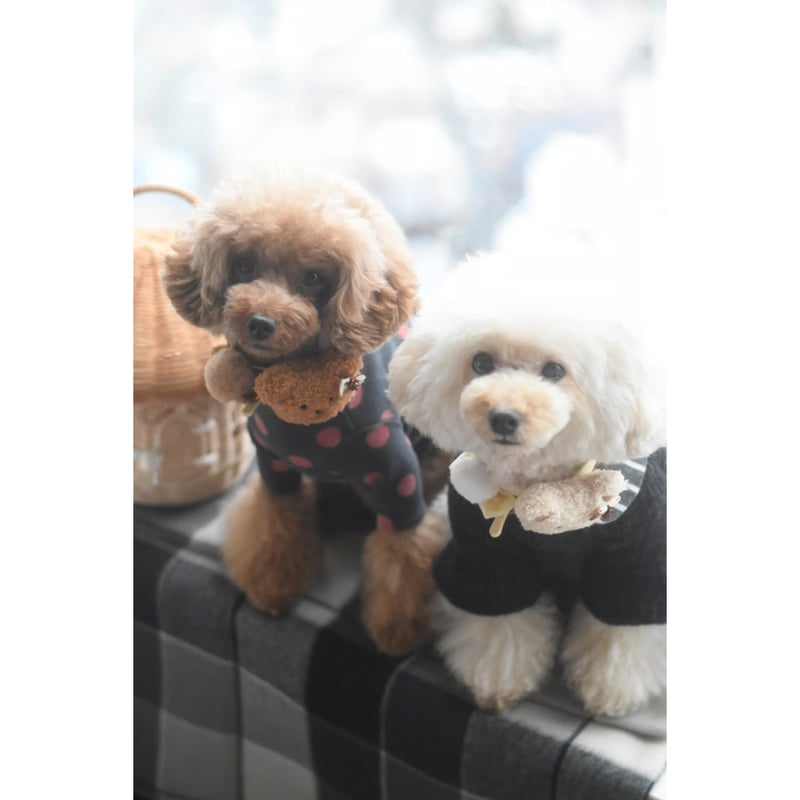 限定】クマ🐻ヘアバンド | m@rihana