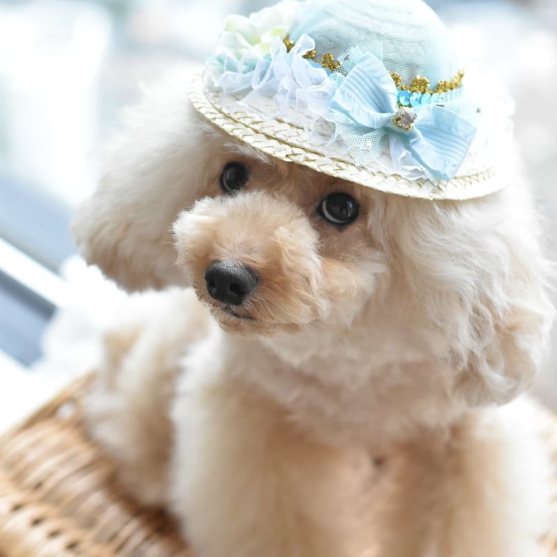 麦わら帽子（夢の国のキャラクター） | m@rihana