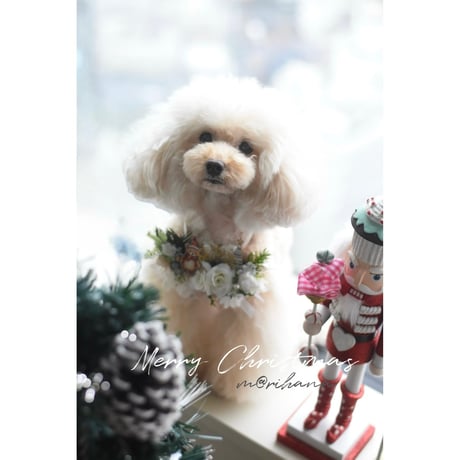 【ファイナル】Snow Garden 🧸bear
