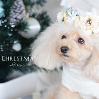 【限定】クリスマス花かんむり