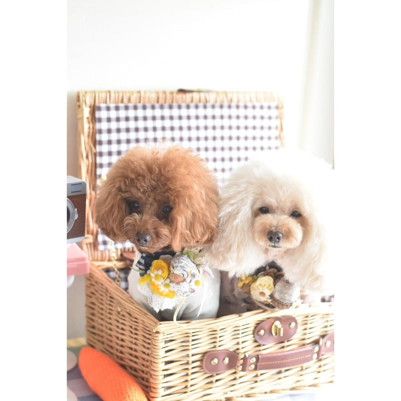 限定】イースターエッグチョーカー | m@rihana