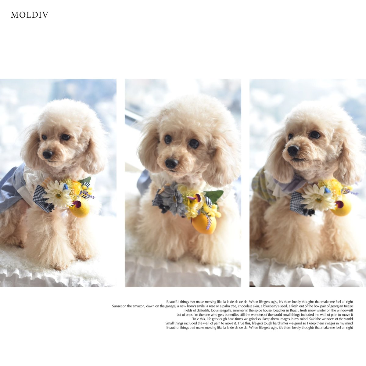 y.r.t.10.ve.50様専用 トリミングチョーカー クリスマス y.r.t.10.ve