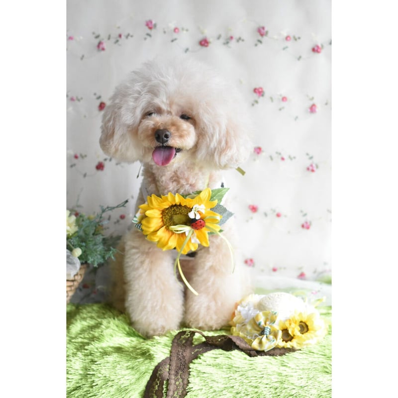 AIoha‪ ·͜·ページ トリミングチョーカー ひまわり AIoha‪ ·͜·様専用ページ トリミングチョーカー ひまわり - メルカリ‬