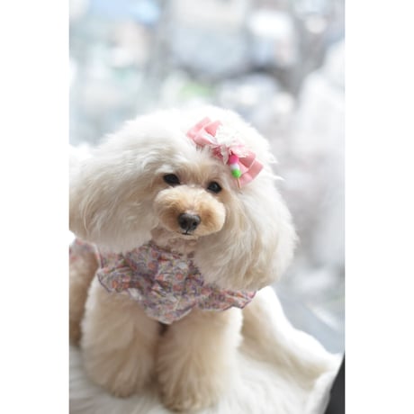 【限定】お花見🍡さくら🌸リボンバレッタ
