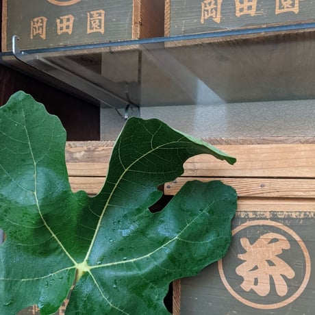 無花果緑茶(3g✕5p)キューブBOX入り