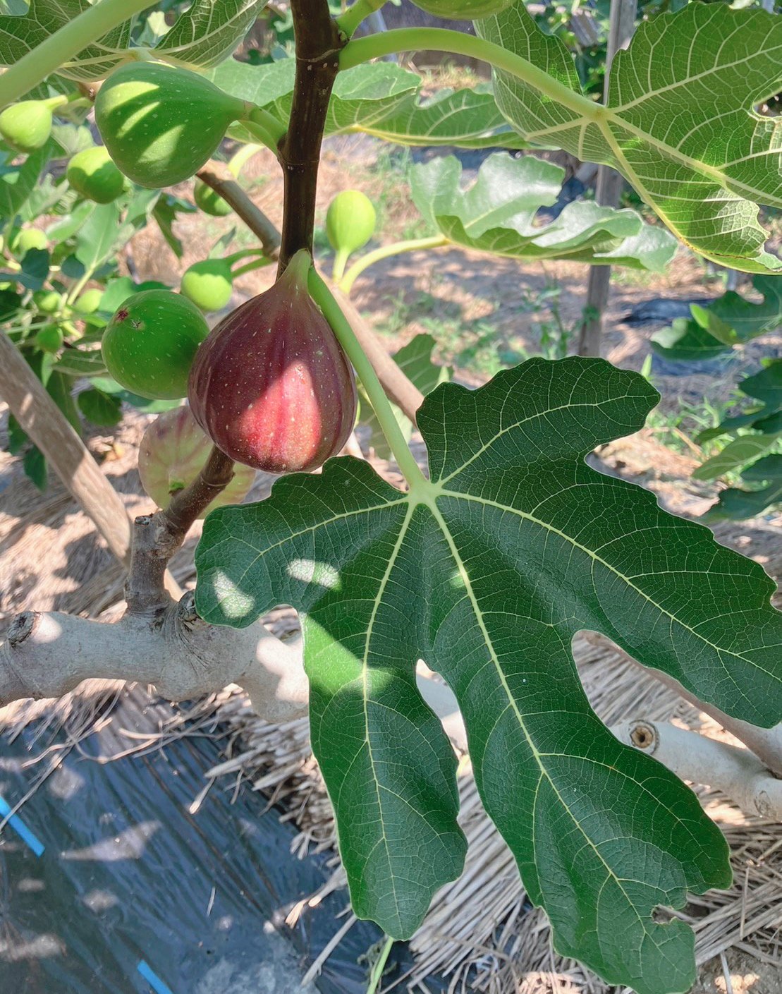 fit=scale-down,w=1200