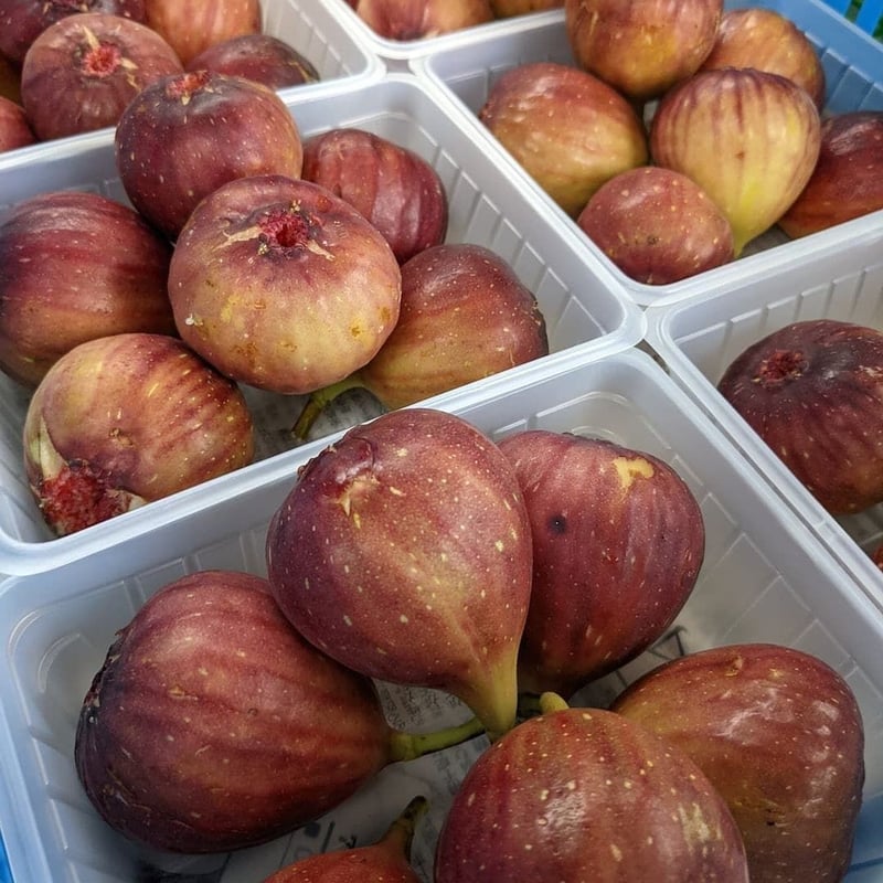 無花果緑茶(3g✕5p)キューブBOX入り | 岡田園茶舗