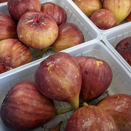 無花果ほうじ茶(2g✕5p)キューブBOX入り