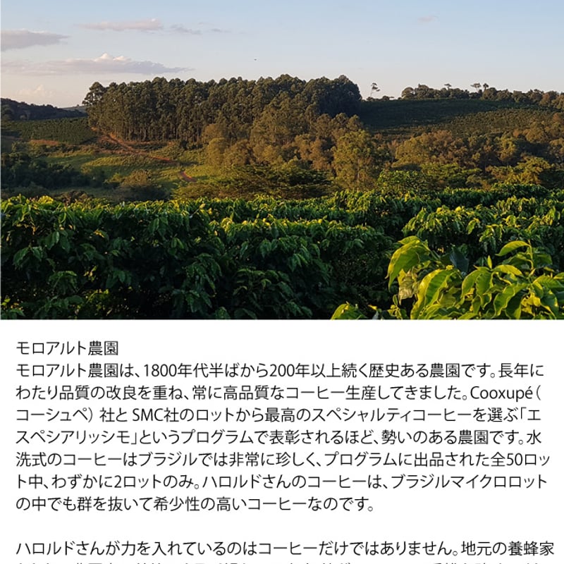 ブラジル モロアルト農園 ウオッシュド No.2 Microlot Morro Alt