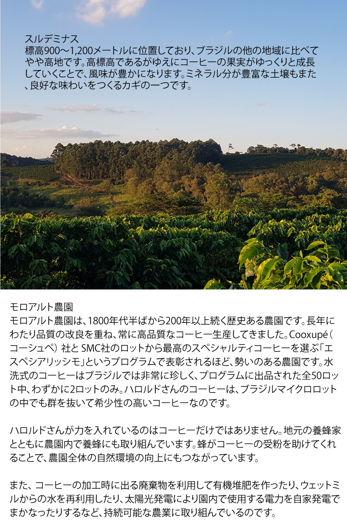 ブラジル モロアルト農園 ウオッシュド No.2 Microlot Morro Alt