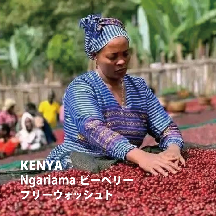 生豆】ケニア Ngariama ピーベリー フリーウォッシュト | The Coffee