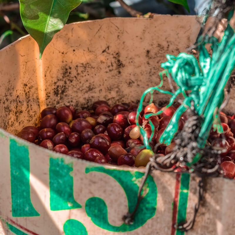 JAS認証有機栽培 オーガニック ペルー サンチュアリオG1 -Organic Peru