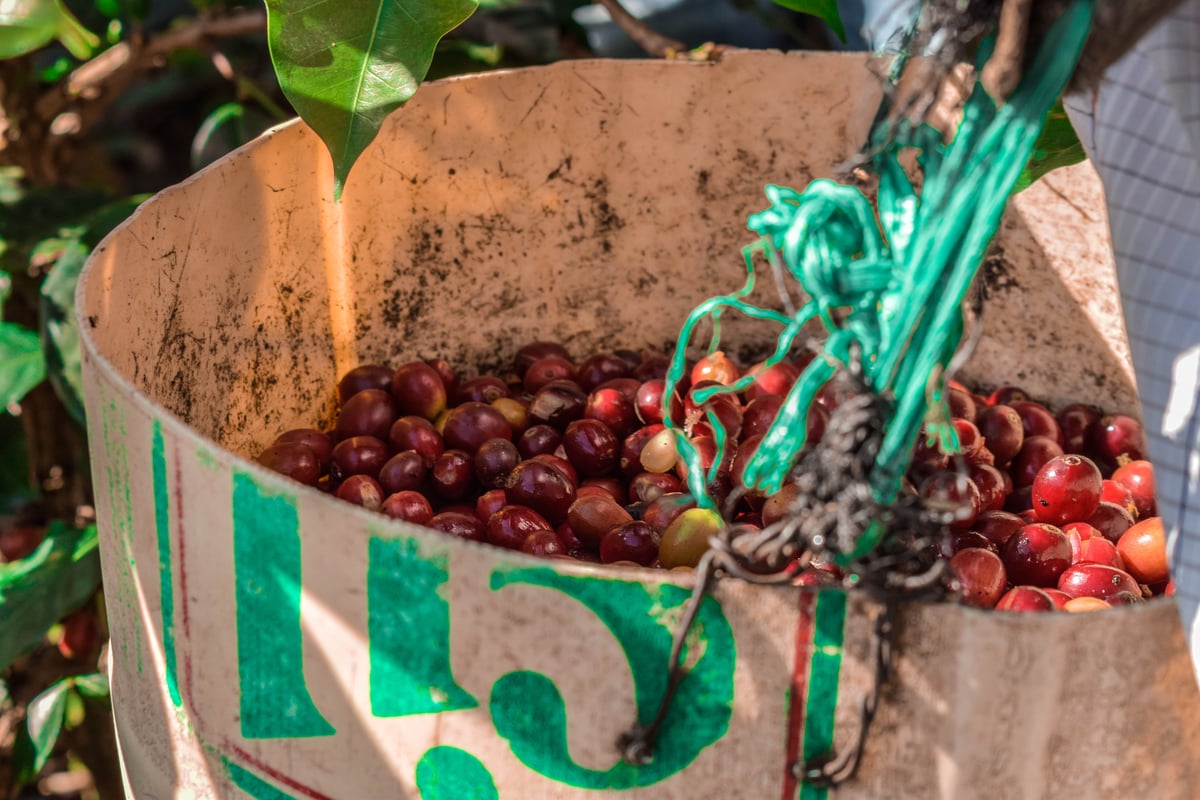 JAS認証有機栽培 オーガニック ペルー サンチュアリオG1