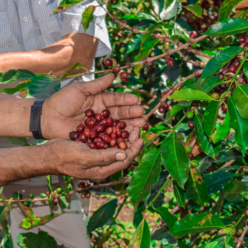 JAS認証有機栽培 オーガニック ペルー サンチュアリオG1 -Organic Peru