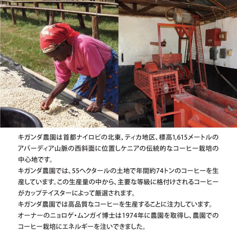ケニア産有機コーヒー生豆 キマンディ農園製 10kg 品番KC-10000 ケニア