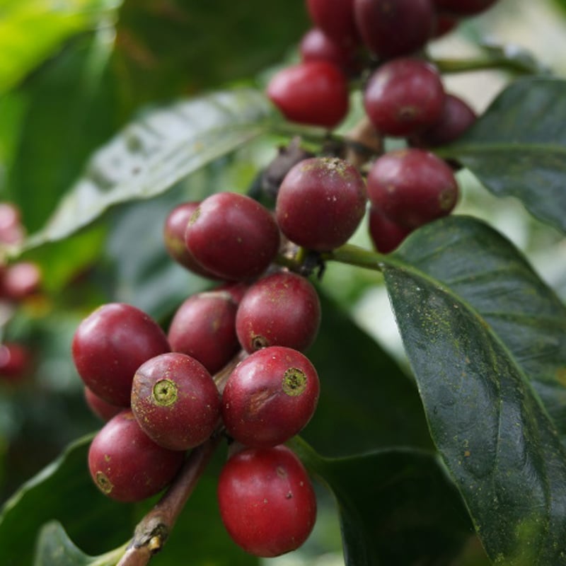 ニカラグア ブエノスアイレス農園マラカトゥーラ SC19UP/ フリー