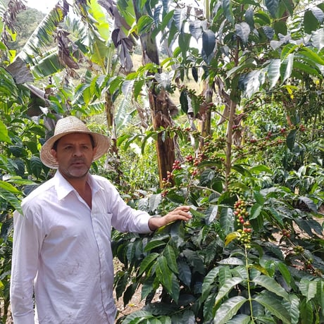 コスタリカ8kg＋パナマ2kg 生豆 コスタリカ8kg＋パナマ2kg 生豆