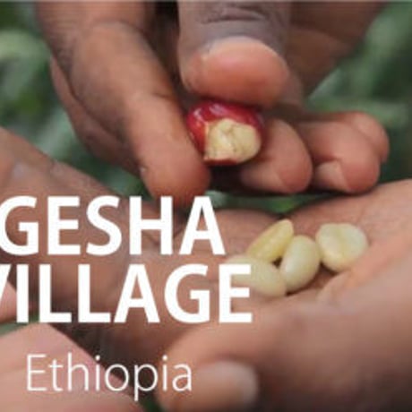 エチオピア ゲシャビレッジ ゲイシャ種 ナチュラル