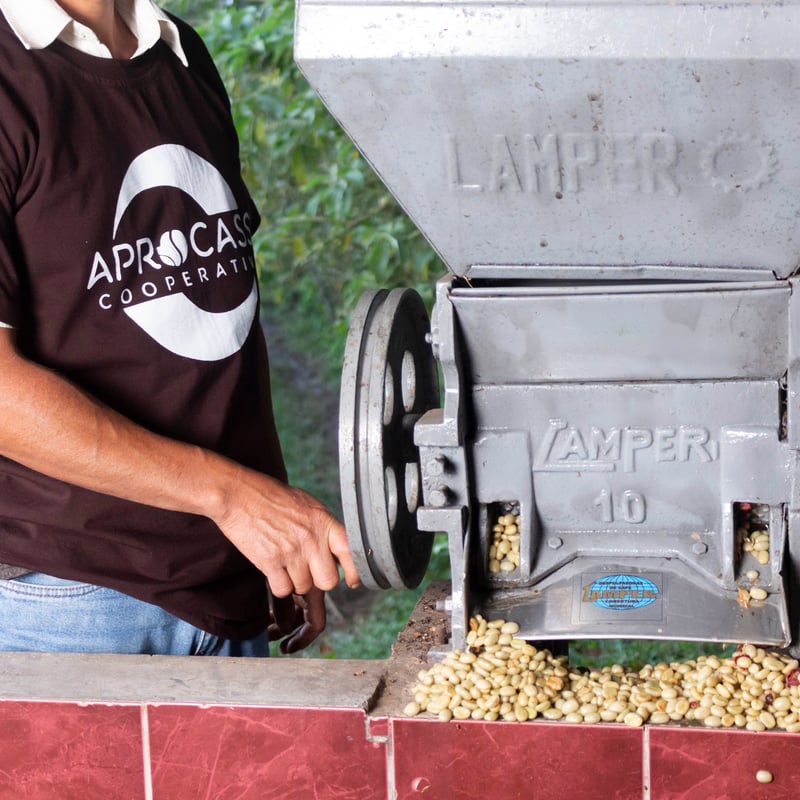 アグリアス・ベアティフィカ（1オス、ペルー産） アグリアス・ベアティフィカ（1オス、ペルー産） 【公式通販】