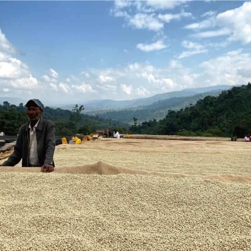 【コーヒー生豆】 1kg ウェギダベンチマジエルストロベリー① コーヒー生豆】 1kg ウェギダベンチマジエルストロベリー① 楽天