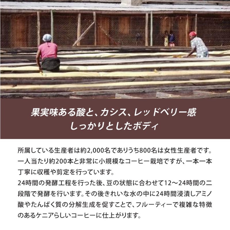 生豆】ケニア Ngariama ピーベリー フリーウォッシュト | The Coffee