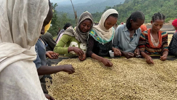 焙煎豆】エチオピア モカ グジ ウラガ村 G2 ナチュラル | The