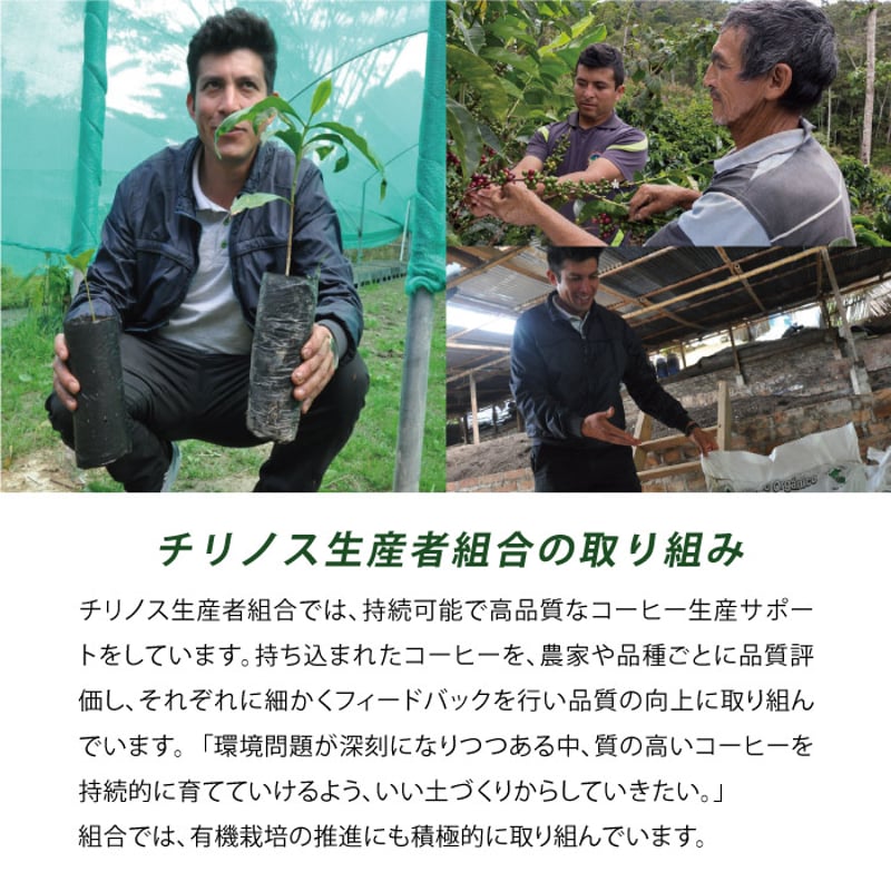 生豆】ペルー チリノス組合 ゲイシャ ウォッシュ PERU Chirinos