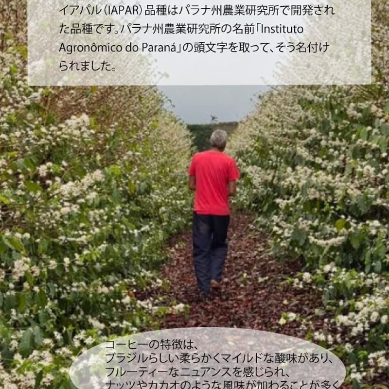 ブラジル モロアルト農園 ウオッシュド No.2 Microlot Morro Alt