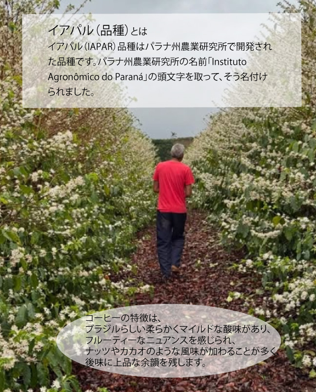 ブラジル モロアルト農園 ウオッシュド No.2 Microlot Morro Alt