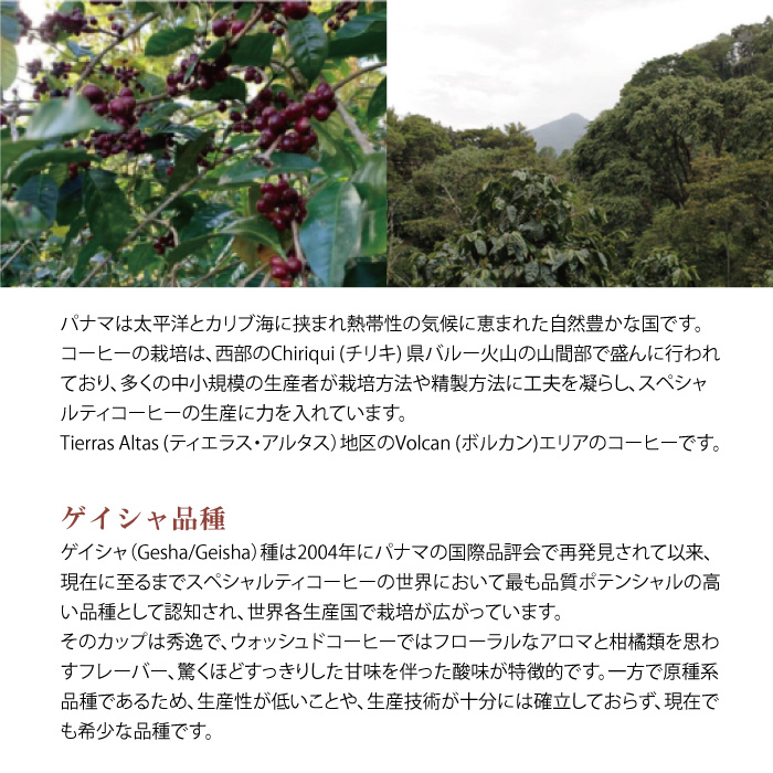 パナマ ボルカン ゲイシャ ナチュラル | The Coffee Market パナマ ボルカン ゲイシャ ナチュラル | The Coffee Market
