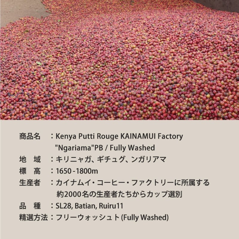 生豆】ケニア Ngariama ピーベリー フリーウォッシュト | The Coffee